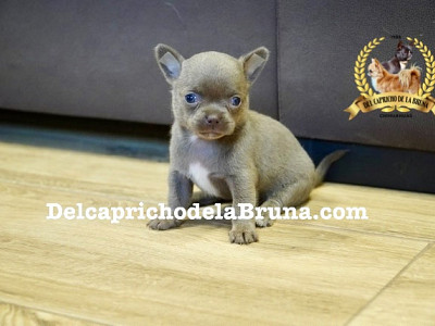 Chihuahua hembra lilac.